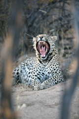 Leopard in afternoon light