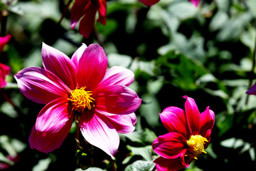 Bl&uuml;hende Dahlie