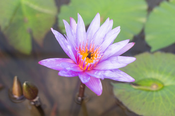 Violet lotus flower