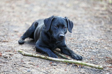 Junger Labrador auf dem Spaziergang