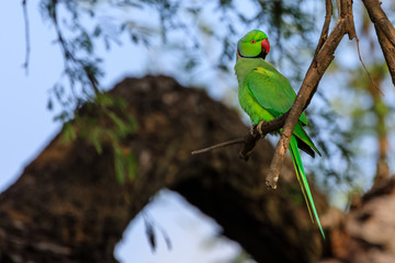 Parrot sitting on branch