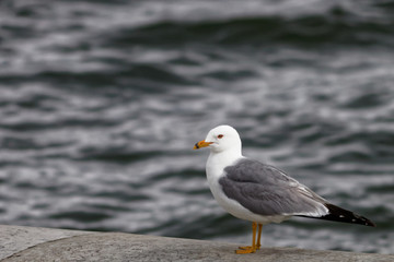 Seagull