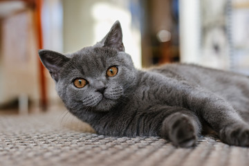 British (Scottish) blue kitten is very beautiful. The British kitten looks straight and lies on the floor. The British kitten looks very closely
