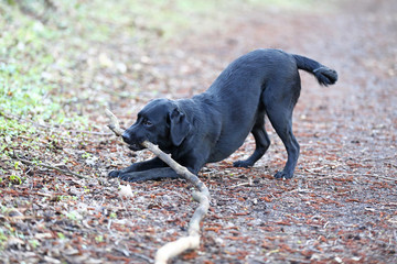 Junger Labrador auf dem Spaziergang