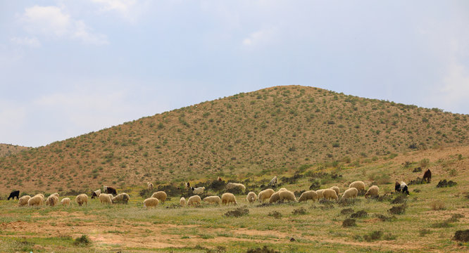 Herd of sheep walking on a meadow front of hill