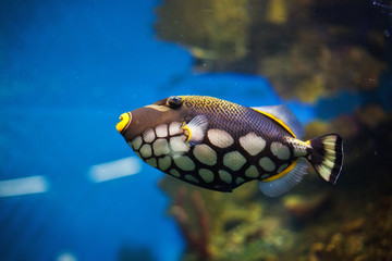 tropical fish in an aquarium