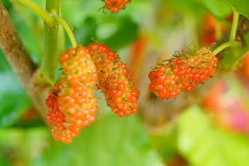 Mulberry fruit hangs on mulberry branches