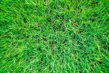 Green grass texture look down view