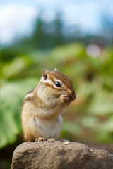 Cute Chipmunk eating