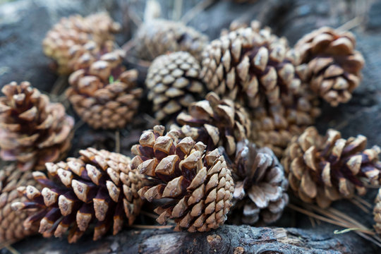 Natural dry pinecones lying nex to a tree