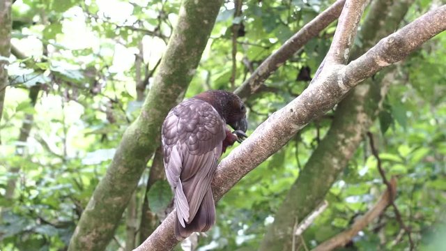 A Kaka bird on a tree branch.