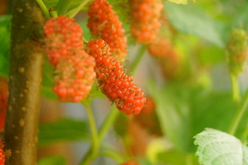 Mulberry fruit hangs on mulberry branches