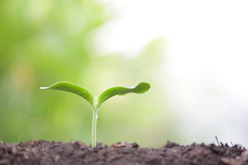 small tree sapling plant planting with dew