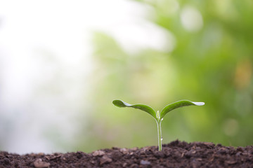 small tree sapling plant planting with dew