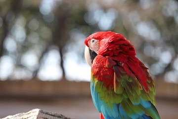 コンゴウインコ