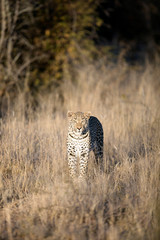 Leopard in afternoon light