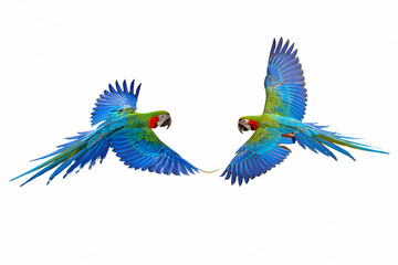 Colorful flying parrot isolated on white background.