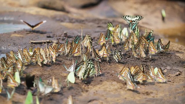 butterfly, The Spot Swordtail