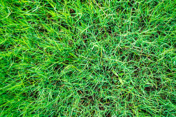 Green grass texture look down view