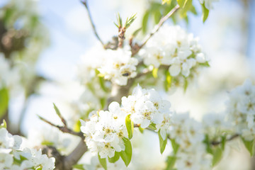 white pear blossom with sunlight, beautiful flowers in spring season