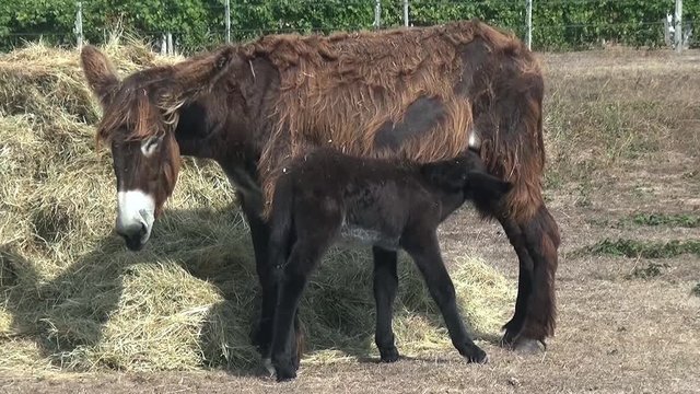 &Acirc;ne ou baudet du Poitou