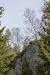 Birke wächst auf Felsen