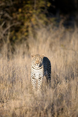 Leopard in afternoon light