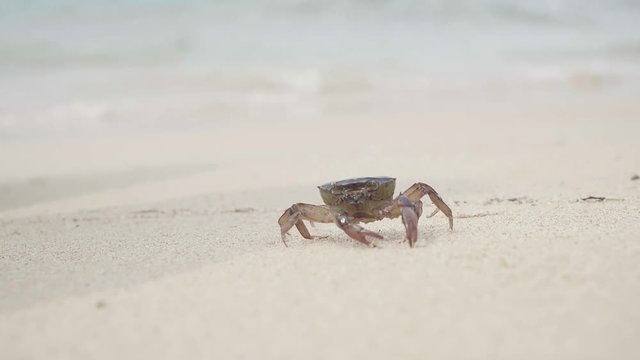 crab goes near the ocean