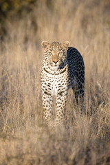 Leopard in afternoon light