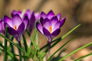 purple crocus flowers in the Spring