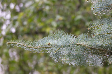 Autumn horizontal fir branch with drops of water under the rain close up