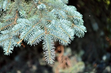 Blue spruce