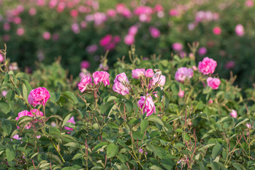 Rosa damascena, known as the Damask rose - pink, oil-bearing, flowering, deciduous shrub plant. Bulgaria, Kazanlak, the Valley of Roses. Close up view.