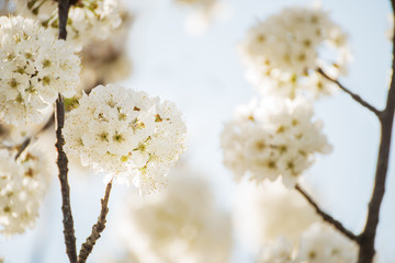 Fototapeta premium The beginning of flowering sweet cherry tree. Opening wonderful tender first flowers. artistic photo. Selective soft focus.
