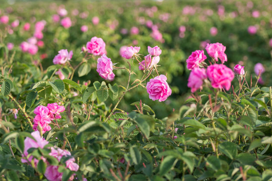 Rosa damascena, known as the Damask rose - pink, oil-bearing, flowering, deciduous shrub plant. Bulgaria, Kazanlak, the Valley of Roses. Close up view.