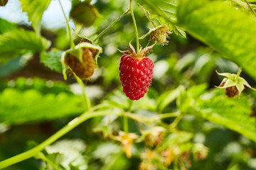Close-up of ripe organic raspberry hanging on a branch in the fruit garden