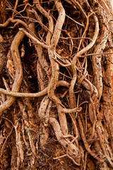 Close-up of  Tree Roots