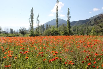 red poppy flowers in a field