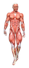 3D Rendering Male Anatomy Figure on White