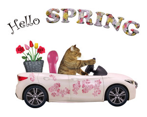 The cat drives a car painted with beautiful pink flowers with a basket of roses and tulips. Hello spring.