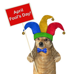 The funny dog in a jester hat holds a red sign. April fools day. White background. Isolated.