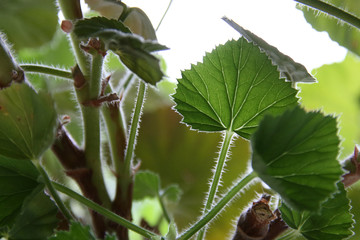 Green leaves of a flower in the rays of light