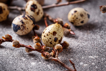 Quail eggs on grey  background