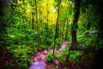 Stone steps in Basse Terre jungle