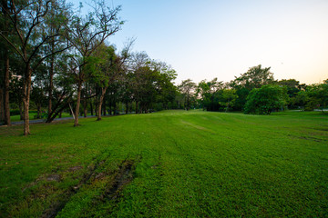 Green park sunset with meadow and tree