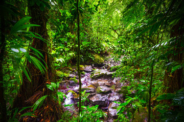 Small stream and rocks in Basse Terre jungle in Guadeloupe