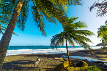 Dark sand and palm trees in Grande Anse beach in Guadeloupe