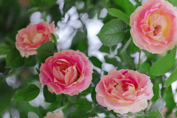 Beautiful pink roses in a summer garden.
