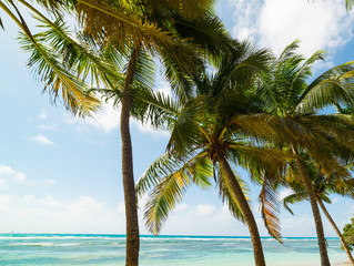 Fototapeta na wymiar White sand and coconut palms in Bois Jolan beach in Guadeloupe