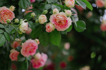 Beautiful pink roses in a summer garden.